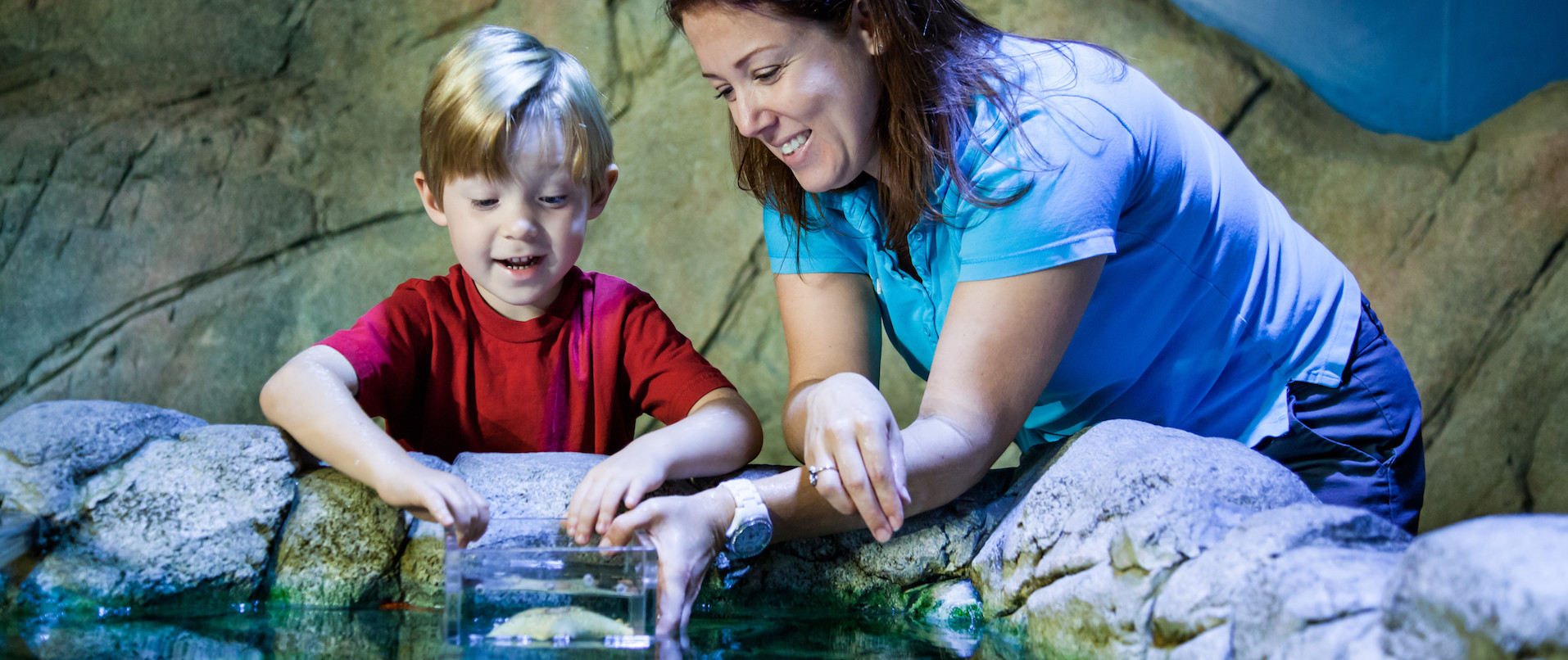 Sea Life touch tank